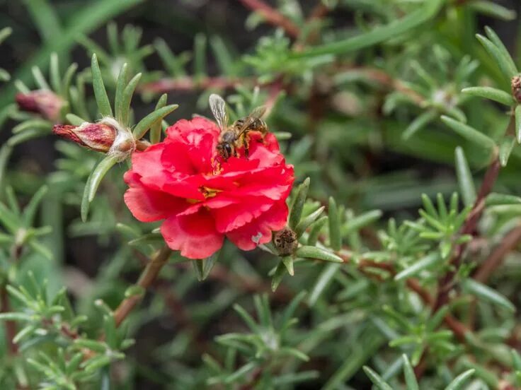 Портулак дикий фото Портулак в дикой природе Portulaca grandiflora, Plants, Garden