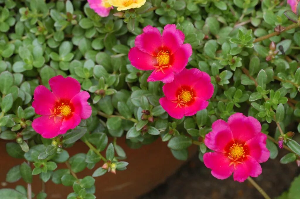 Портулак дикий фото Purslane - Portulaca North Carolina Extension Gardener Plant Toolbox