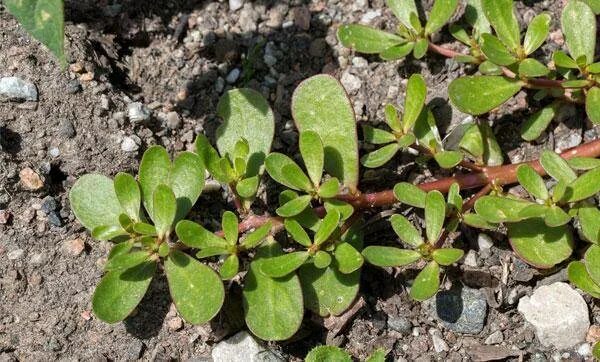 Портулак дикий фото сорняк Борьба с портулаком на огороде как сорняком: как вывести раз и навсегда!