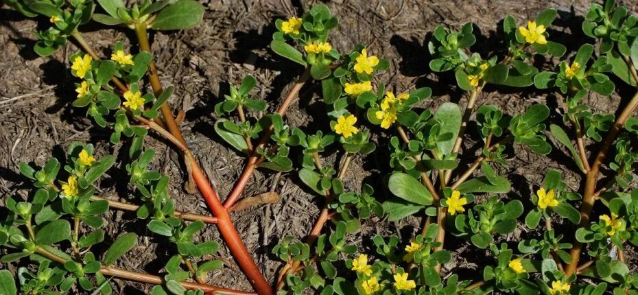 Портулак дикий фото сорняк Портулак огородный - Сорняки - ООО ТД Кирово-Чепецкая Химическая Компания