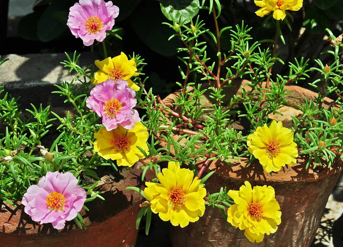 Портулак фото и описание посадка File:Portulaca grandiflora, Burdwan, 30032014 (1).jpg - Wikimedia Commons