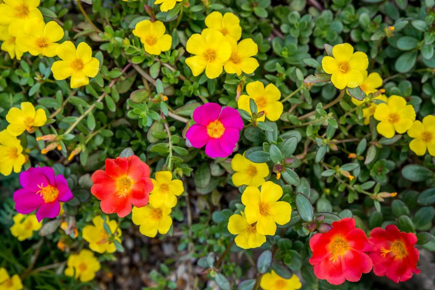 Портулак фото и описание посадка How to Grow and Care for Portulaca As a Beginner