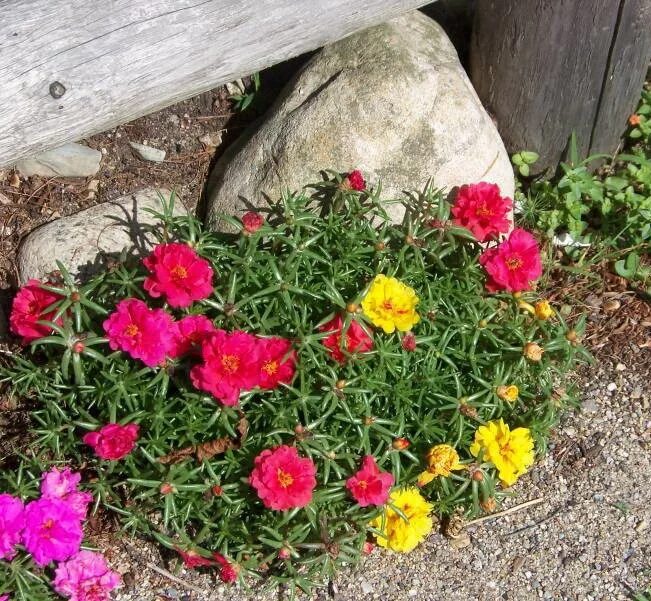 Портулак фото и описание посадка уход Portulaca