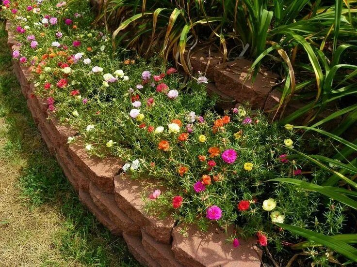 Портулак фото на клумбе Moss Rose (Portulaca grandiflora 'Sundial Mix')