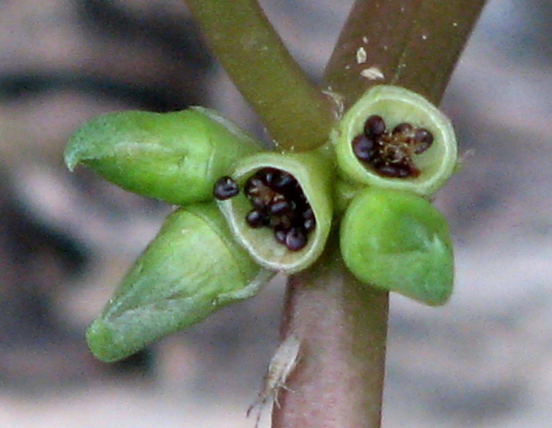 Портулак как выглядит семена File:6H-diGangi-Purslane-Seed-Pods.jpg - Wikipedia