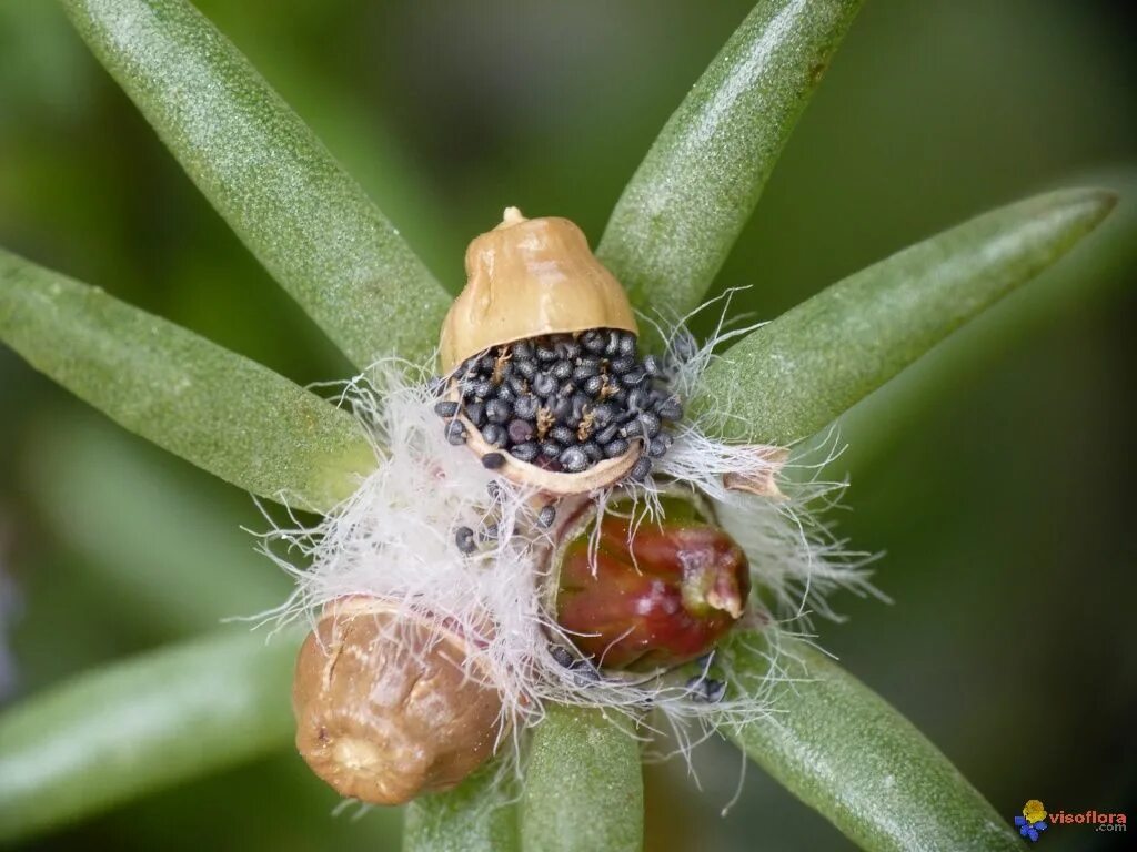 Портулак как выглядит семена Portulaca grandiflora, Seed pods. Tohumlar, Tohum, Bi̇tki̇