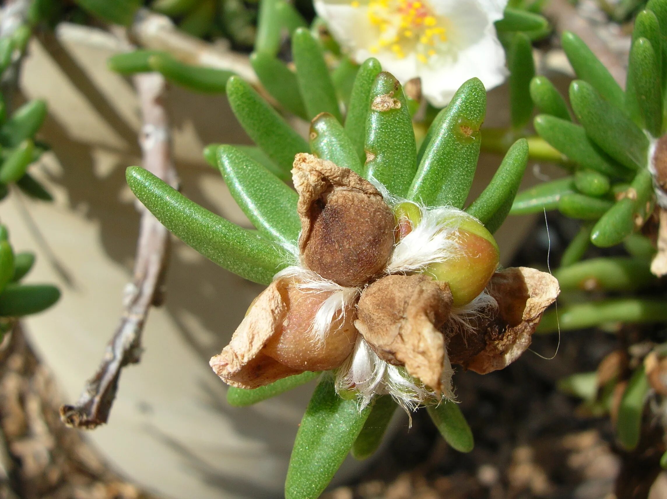 Портулак как выглядит семена File:Starr 050407-6223 Portulaca villosa.jpg - Wikimedia Commons