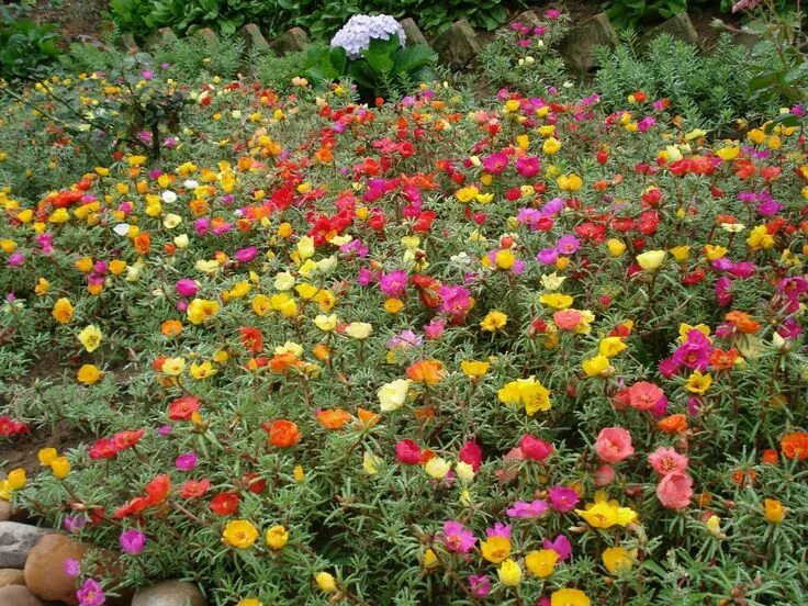 Портулак крупноцветковый фото на клумбе Onze-horas - Portulaca grandiflora Flor onze horas, Plantas jardim, Onze-horas