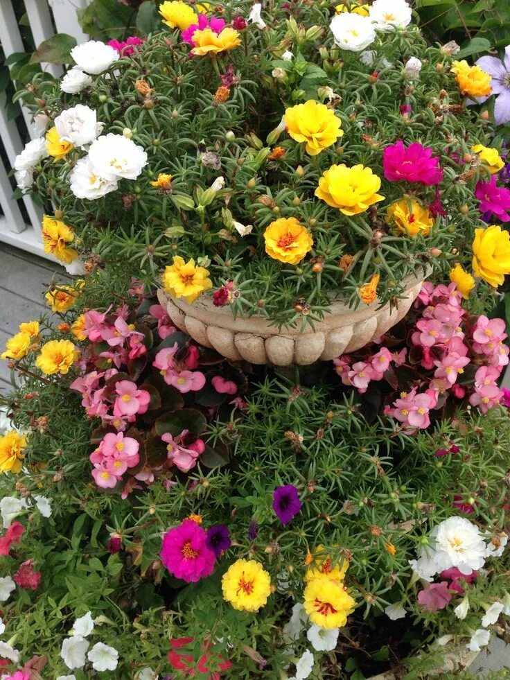 Портулак крупноцветковый фото на клумбе Colorful Portulaca Grandiflora Planter