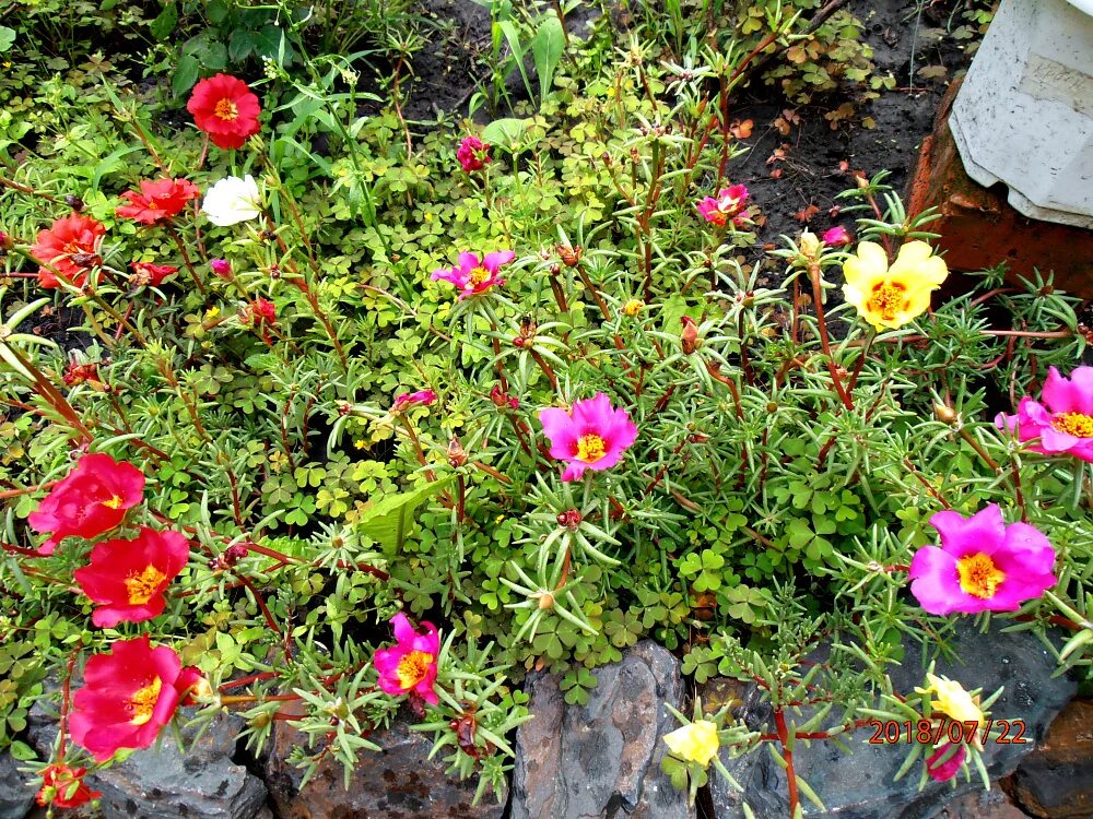 Portulaca Fragrant flowers, Ground cover, Ground cover plants