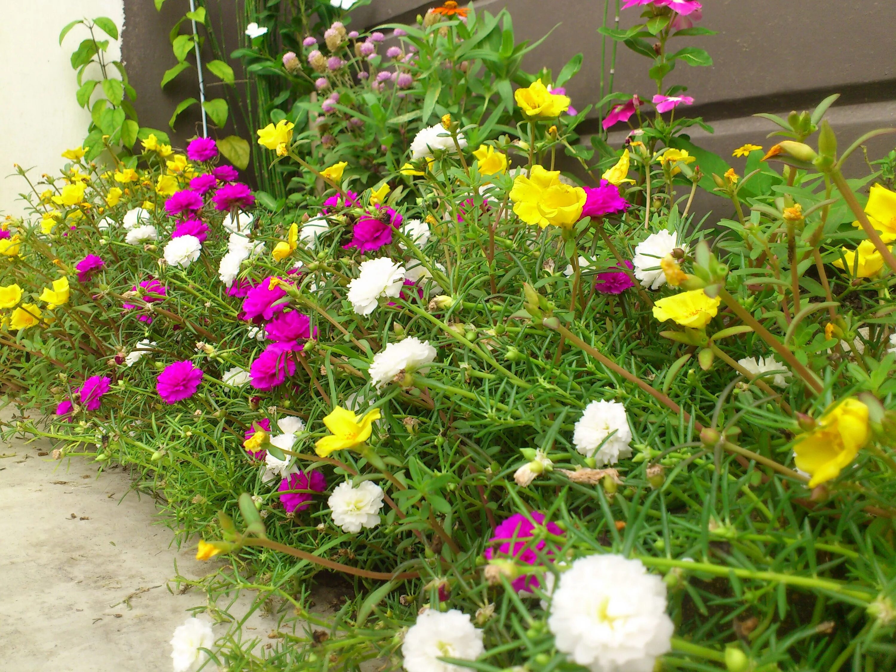 Портулак крупноцветковый фото на клумбе Moss Rose (Portulaca grandiflora) - is a flowering plant in the family Portulaca