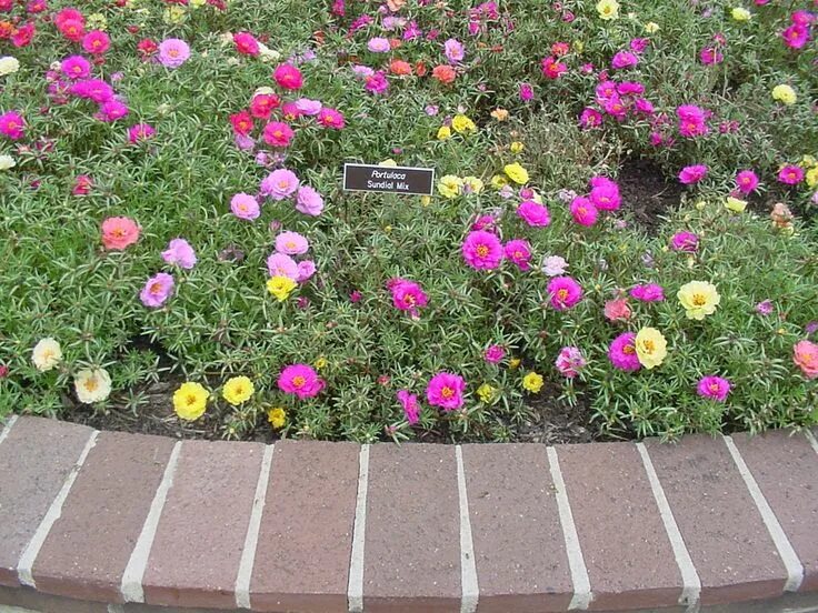 Портулак крупноцветковый фото на клумбе Portulaca Fragrant flowers, Ground cover, Ground cover plants