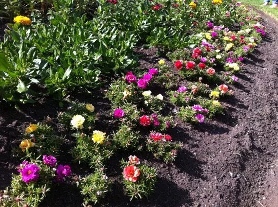 Портулак махровый фото на клумбе 500 Mixed Colorful Moss Rose / Sun Rose/ Mexican-rose/ Eleven O'Clock/ Purslane 