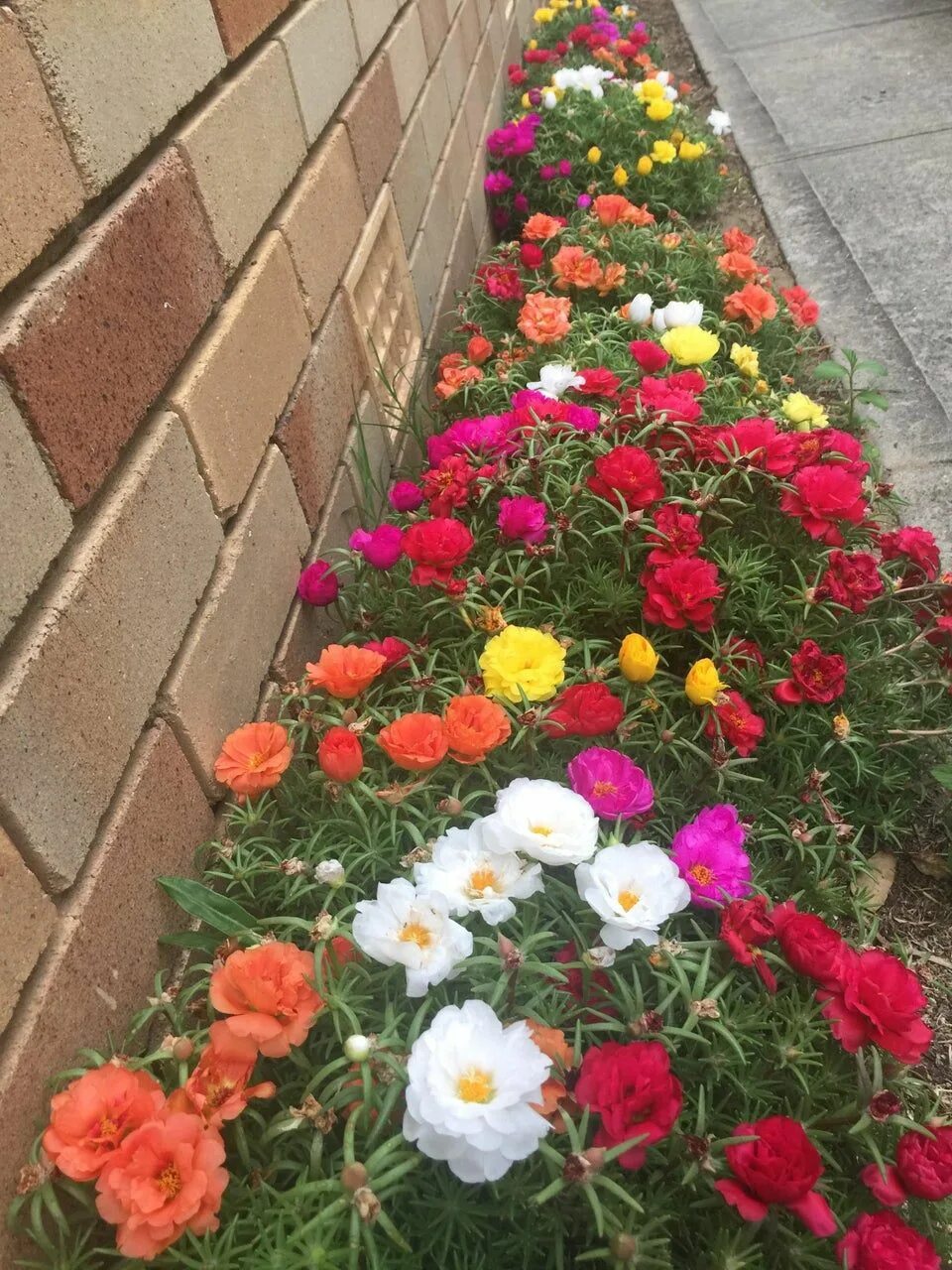 Портулак махровый фото на клумбе Reddit - gardening - My Moss Rose (Portulaca Grandiflora) Landscaping with roses