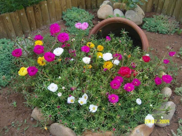 Портулак махровый крупноцветковый фото на клумбе Portulaca Grandiflora kedi tırnağı ipek çiçeği Unique garden decor, Garden decor