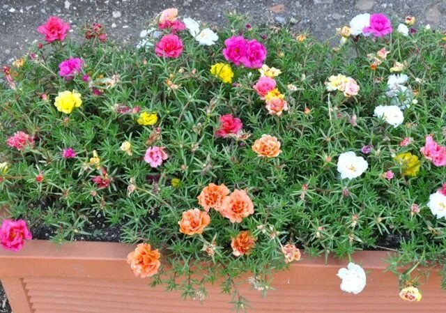 Портулак махровый крупноцветковый фото на клумбе Portulaca grandiflora - Jardinière - douneika / flickr.com Plante pour jardinier