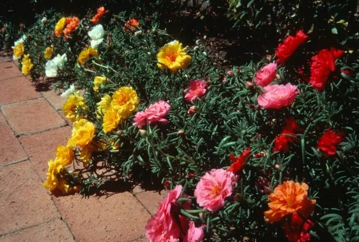 Портулак махровый крупноцветковый фото на клумбе How to Grow: Moss Rose- grow moss rose- grow portulaca Growing roses, Growing mo