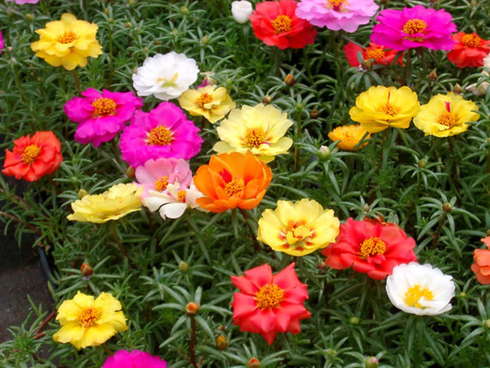 Портулак махровый крупноцветковый фото на клумбе Portulaca Grandiflora Moss Rose Double Mix 6000 SEEDS Etsy