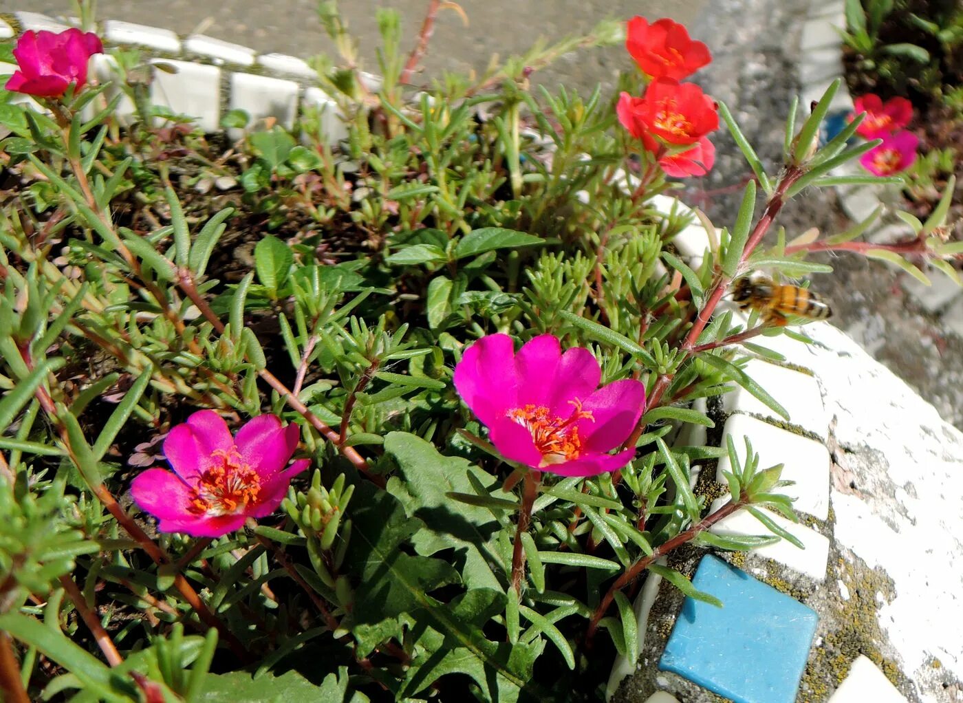 Портулак огородный фото на клумбе Portulaca grandiflora - Image of an specimen - Plantarium