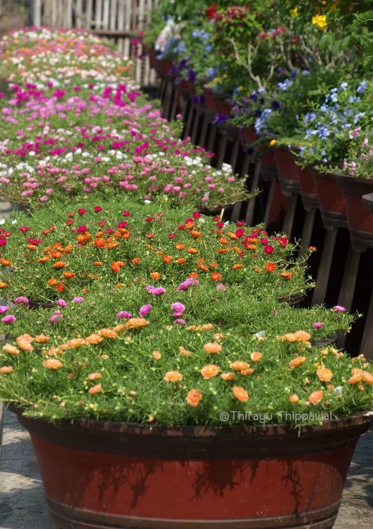 Портулак огородный фото на клумбе My Portulaca : at Nakorn Nayok Province, Thailand ก ร ะ ถ า ง ใ น ส ว น, ส ว น ด