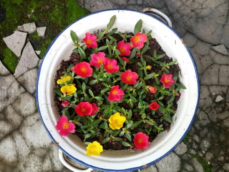 Портулак посадка фото Bunga Krokot alias Portulaca di 2024 Tanaman, Bunga, Hiasan