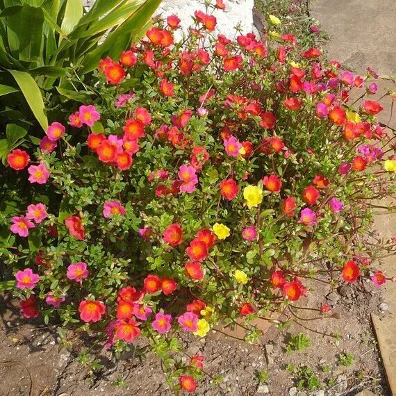 Портулак посадка фото 200x Moss Rose MIX Portulaca Grandiflora Fresh Seeds Flower Etsy