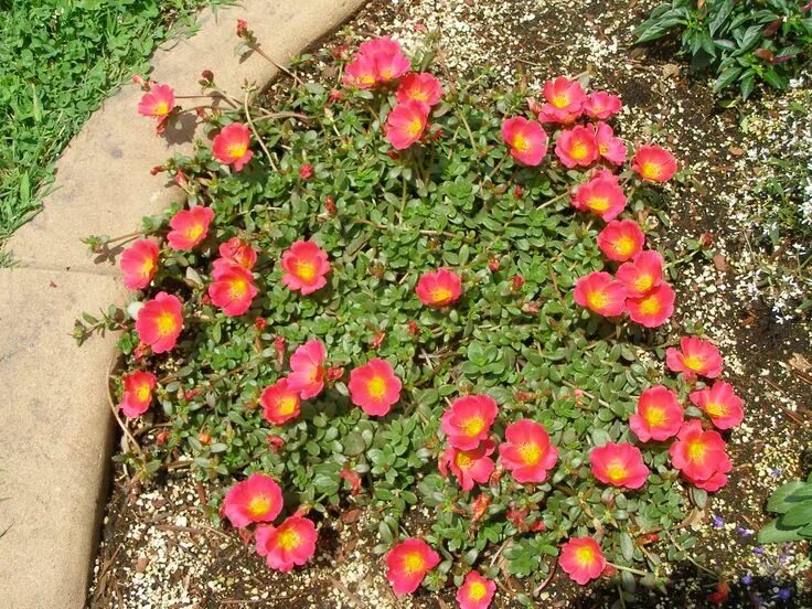 Портулак посадка и уход фото purslane rio scarlet Garden vases, Ground cover plants, Ground cover