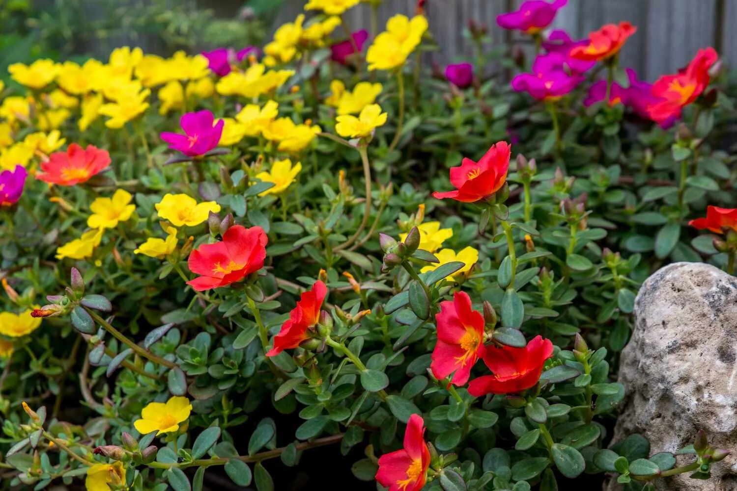 Портулак посадка и уход фото How to Grow and Care for Portulaca As a Beginner