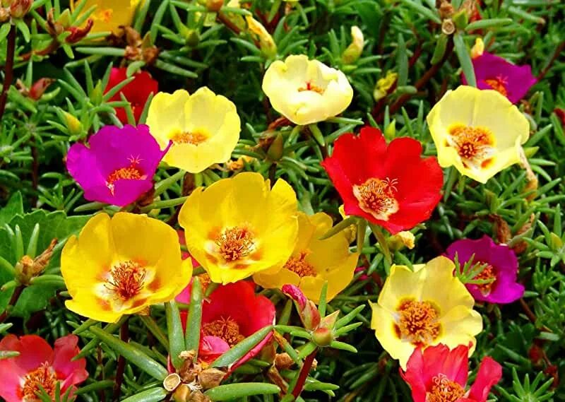 Портулак посадка и уход фото Amazon.com: Portulaca Plants