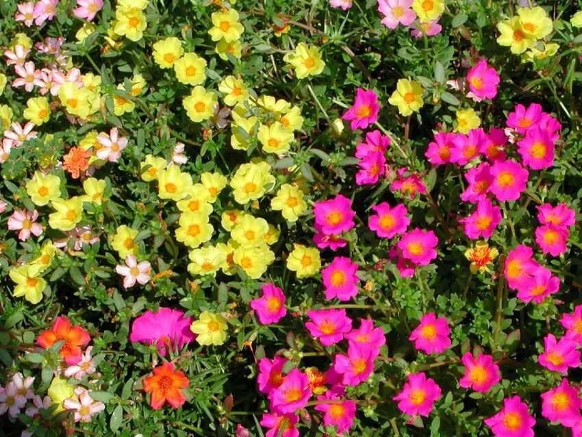 Портулак садовый фото Cây mười giờ - Portulaca pilosa Hoa, Phong cảnh, Cánh