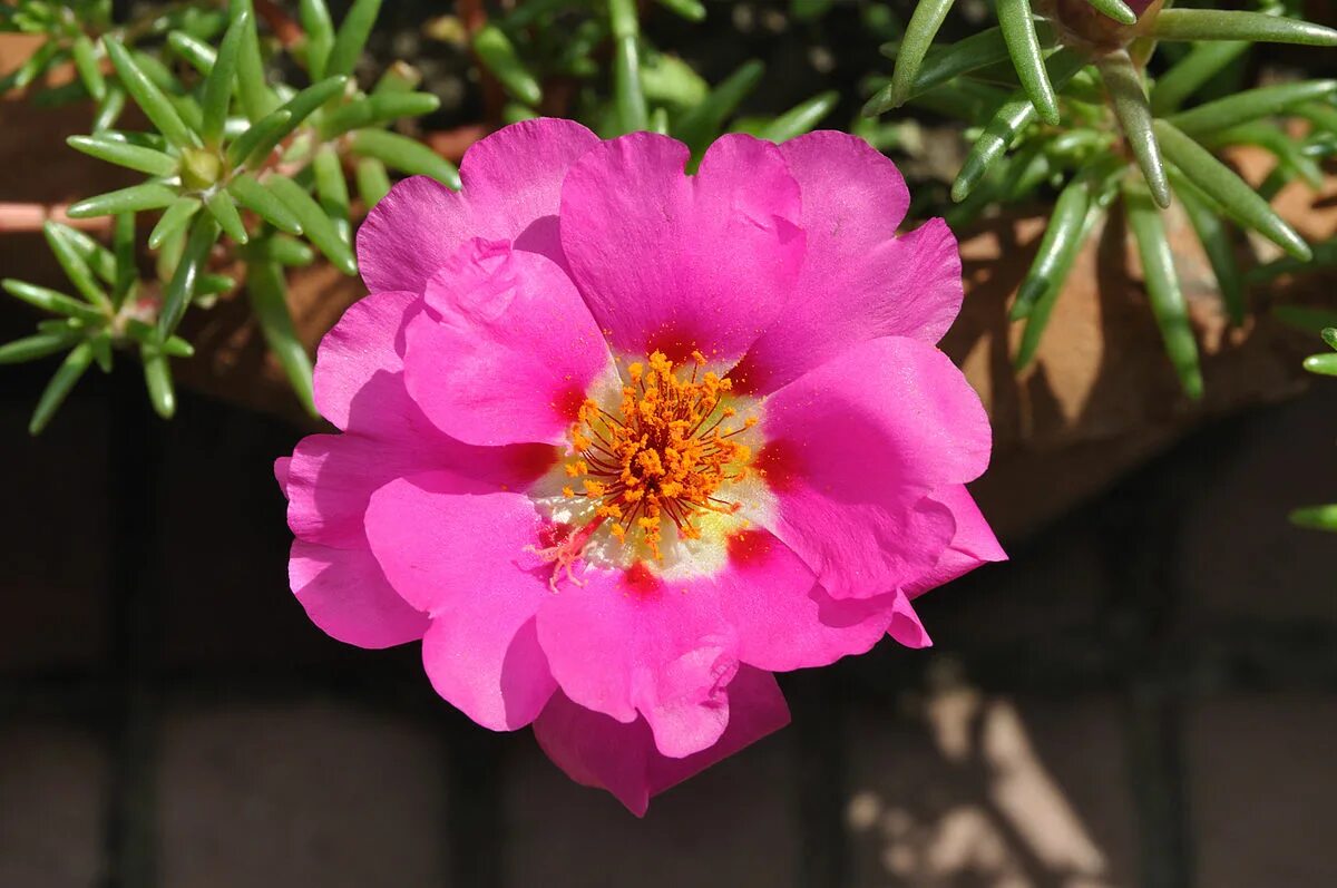 Портулак цветущий фото Archivo:Portulaca - Kolkata 2010-08-03 6989.JPG - Wikipedia, la enciclopedia lib