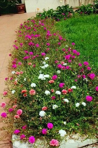 Портулак цветы фото на клумбе Pin by Flowers In Heart on Moss Roses Annual plants, Garden yard ideas, Plants