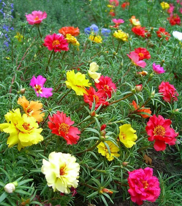 Портулак цветы многолетники фото посадка We've got 25 beautiful, colorful summer-blooming plants to choose from, many of 