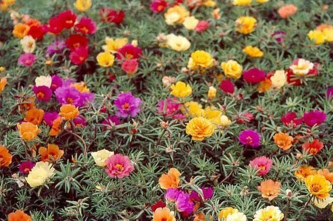 Портулак цветы многолетники фото посадка Moss Rose Mix Colors 500 Seeds Non GMO - Etsy Canada in 2022 Portulaca flowers, 