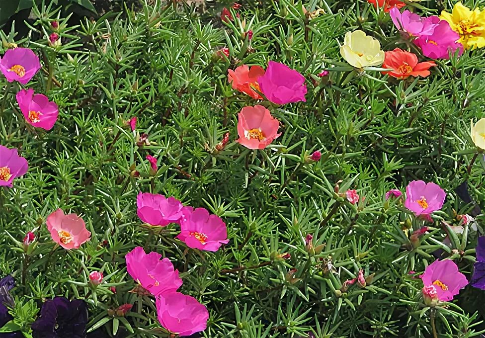 Портулак цветы многолетники фото посадка Портулак (Portulaca)