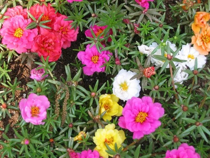 Портулак цветы многолетники фото посадка Moss Roses (portulaca) make great container plants