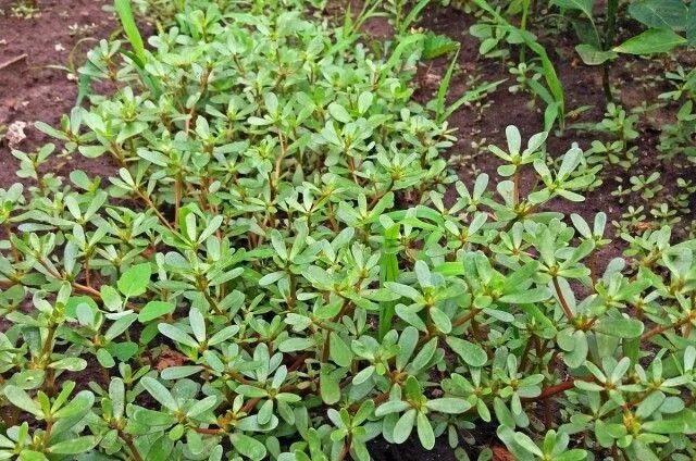 Портулак трава фото Как победить сорняк портулак? Purslane seeds, Ground cover plants, Ground cover