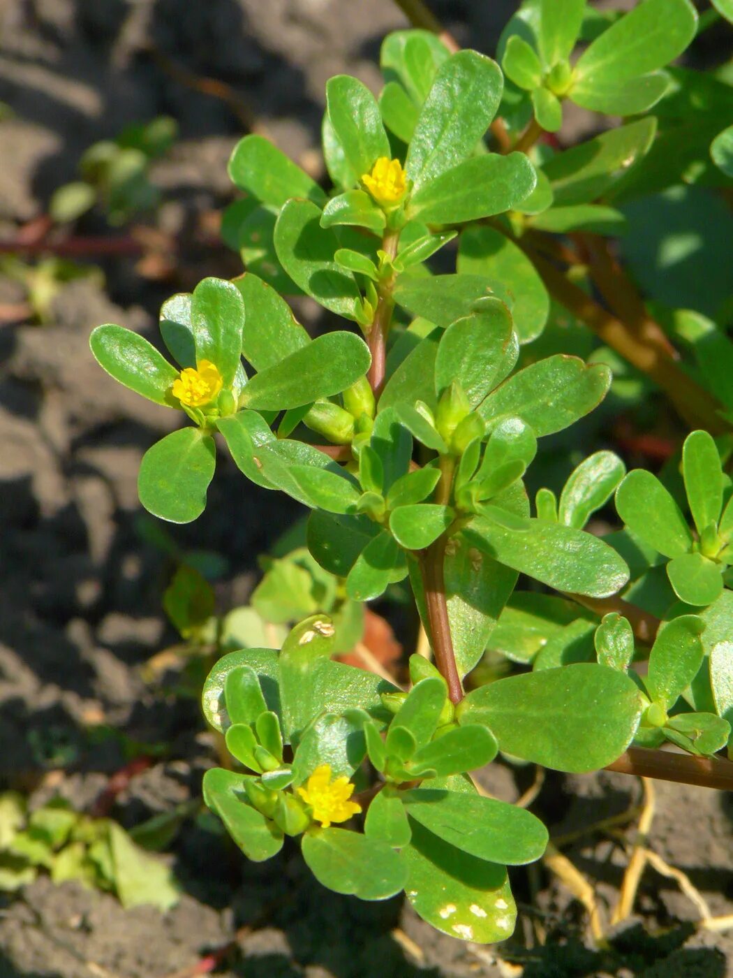 Портулак трава фото Portulaca oleracea - Image of an specimen - Plantarium