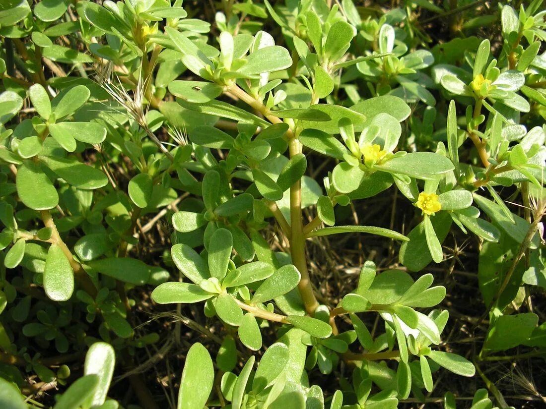 Портулак трава фото Portulaca oleracea - Image of an specimen - Plantarium