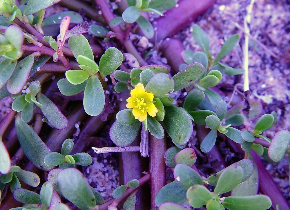 Портулак трава фото Portulaca oleracea (common purslane)