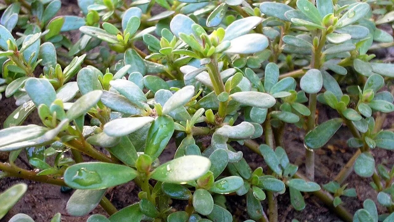 Портулак трава фото सेहत के लिए किसी वरदान से कम नहीं है ये पौधा/loni purslane/health benefits of pu