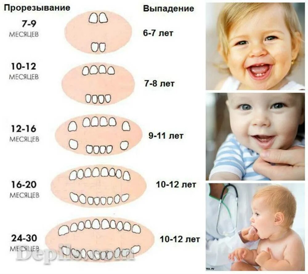 Порядок молочных зубов фото Схема прорезывания зубов картинка