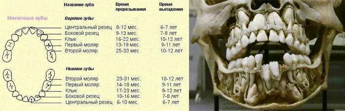 Порядок молочных зубов фото У ребенка выпал постоянный зуб