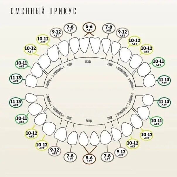 Порядок молочных зубов фото Стоматология супергероев ДОБРО ПОЖАЛОВАТЬ В СТОМАТОЛОГИЮ СУПЕРГЕРОЕВ! ВКонтакте