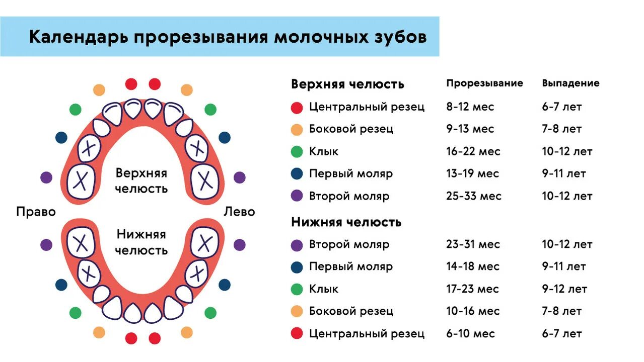 Порядок молочных зубов фото Молочный зуб 7