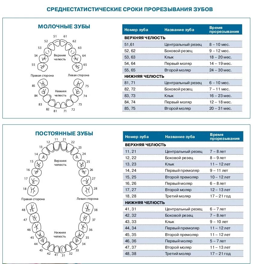 Порядок молочных зубов фото Статья о стоматологии: Травма зубов. Как оказывать первую помощь и что делать по