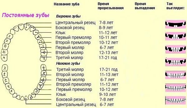 Порядок молочных зубов фото Проблемы постоянного прикуса