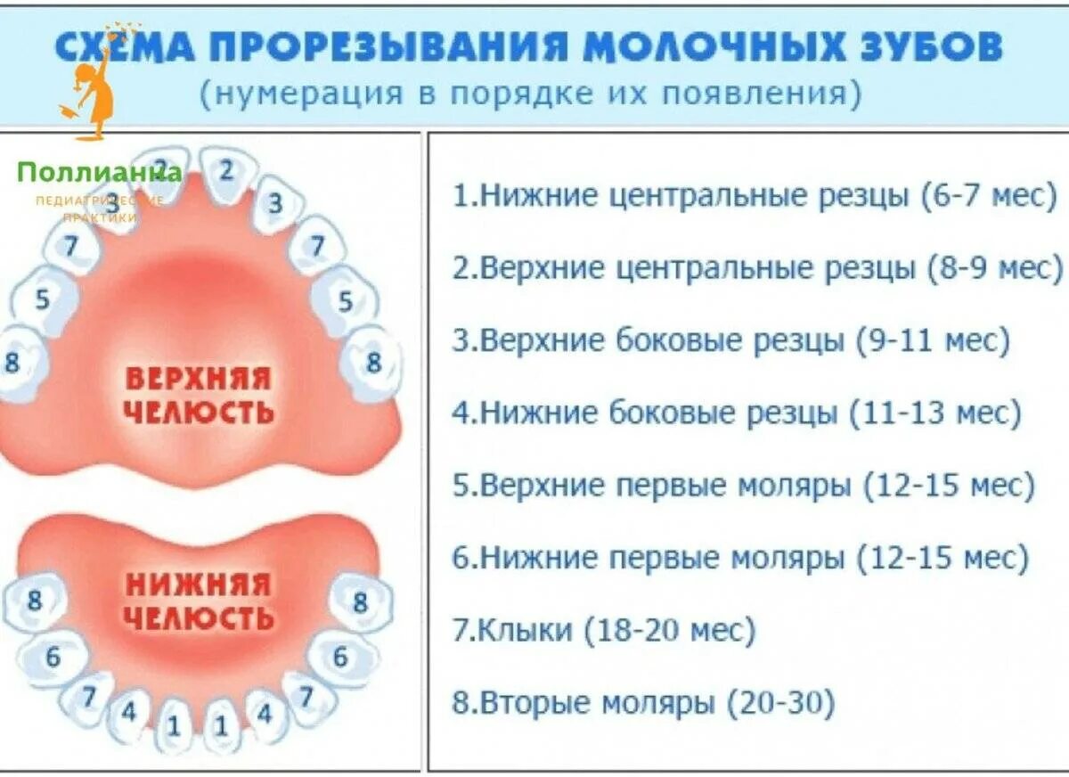 Порядок молочных зубов фото Когда (во сколько месяцев) у ребенка режутся зубы: как режутся зубы у детей - си