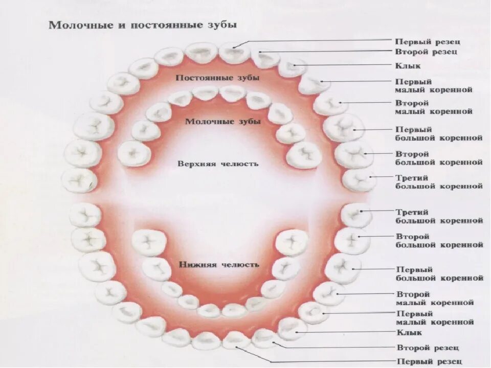 Порядок молочных зубов фото Сколько растет коренной зуб после молочного - найдено 90 картинок