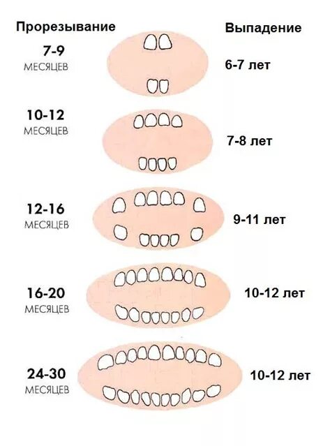 Порядок прорезывание зубов фото Вопросы детскому стоматологу - Самые важные вопросы - видео